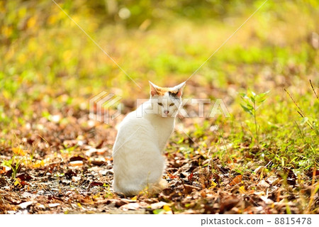 一隻貓 8815478