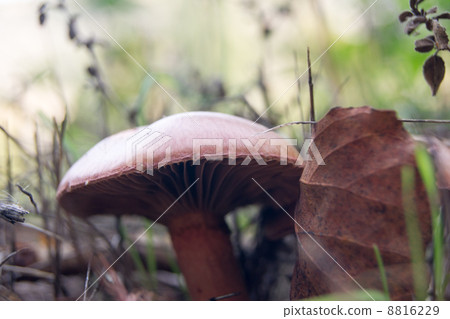 Mushrooms in the grass 8816229