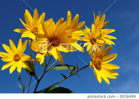 Yellow topinambur flowers (daisy family) against blue sky Yellow topinambur flowers (daisy family) against blue sky 8816490