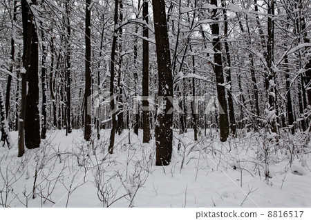 Landscape winter forest. Landscape winter forest. 8816517
