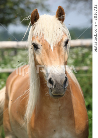 Portrait of chestnut haflinger on pasturage 8816732