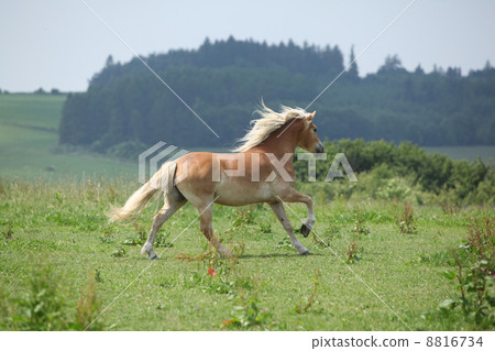 Beautiful haflinger running away Beautiful haflinger running away 8816734