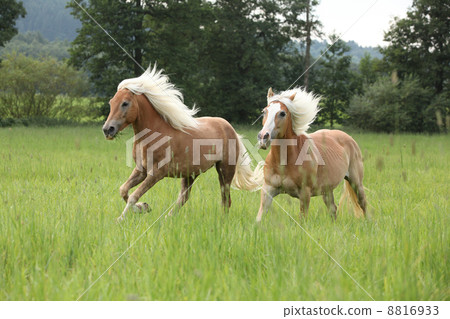 Two chestnut horses with blond mane running in nature Two chestnut horses with blond mane running in nature 8816933