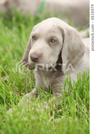 Weimaraner Vorsterhund puppy lying in the grass Weimaraner Vorsterhund puppy lying in the grass 8816974