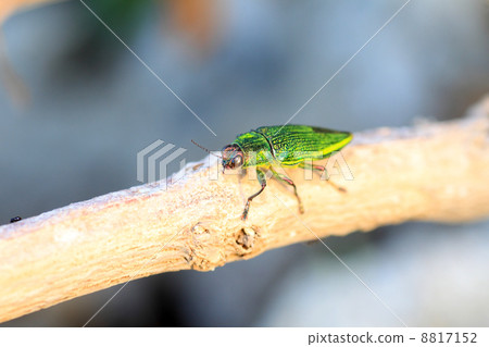 White-tailed beetle 8817152