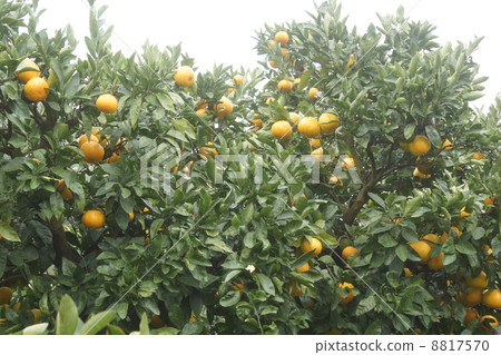 橘子字段03 橘子字段03 8817570