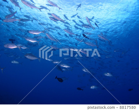 Overwhelmed with fish school ☆ Overwhelmed with fish school ☆ 8817580