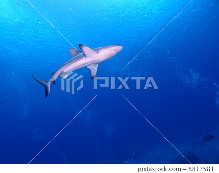 這是一條鯊魚! ! 這是一條鯊魚! ! 8817581