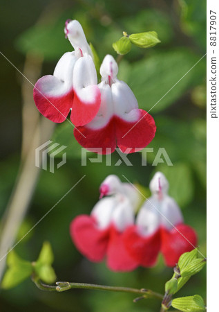 Salvia · Microfila Hot Lips 8817907