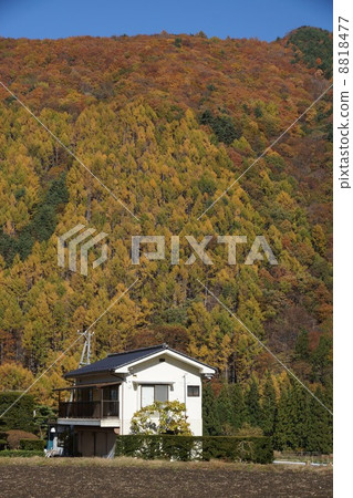 Satoyama's autumn leaves Satoyama's autumn leaves 8818477
