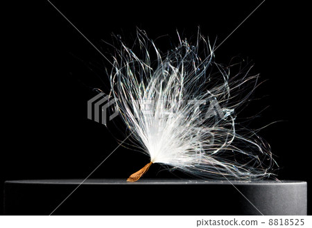 Macro of big fluffy seed 8818525