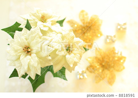 White poinsettia 8818591