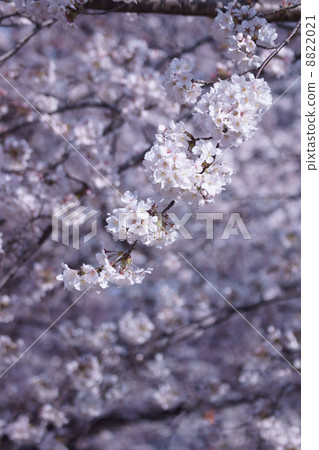 這是梅吉雄的盛開。 8822021