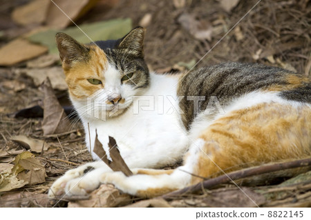 Cat with sharp eyesight on the ground Cat with sharp eyesight on the ground 8822145