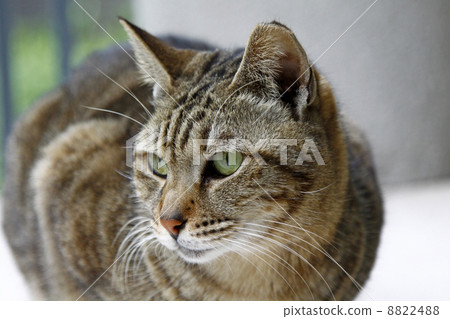 Cat with sharp eyesight looking at something 8822488