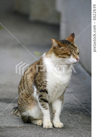 A sleepy cat 8822639