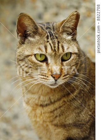 A cat close-up. 8822708