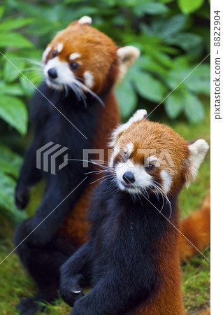 Little red panda, endangered species 8822904