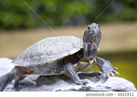 Close-up of a tortoise 8822912