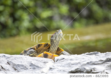 Tortoise on stone 8823093