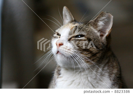 Cat with sleepy eyes Cat with sleepy eyes 8823386