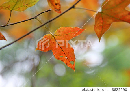 Red leaves background Red leaves background 8823390