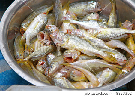 Fresh fishes in market Fresh fishes in market 8823392