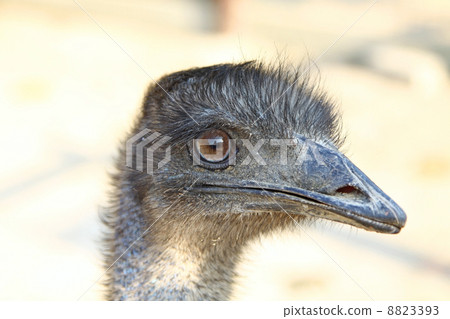 Ostrich head 8823393