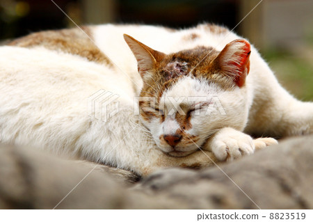 A sleepy cat on floor 8823519