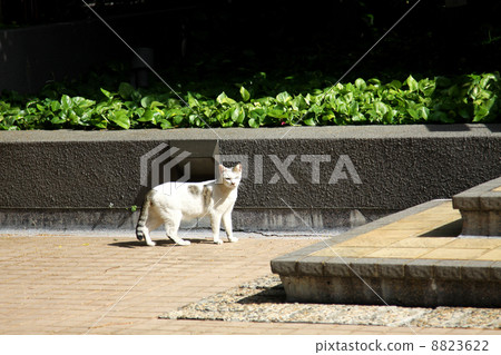 A cat under sunshine A cat under sunshine 8823622