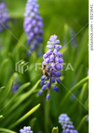 Grape hyacinth with bee in spring 8823641
