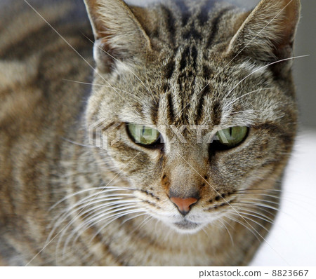 Cat with sharp eyesight looking for food 8823667