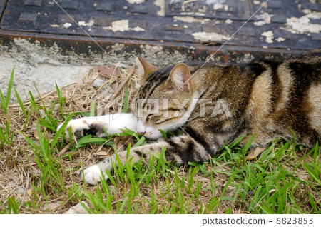 A sleepy cat 8823853