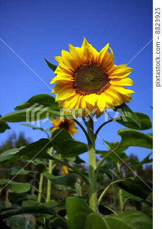 Sunflowers under blue sky Sunflowers under blue sky 8823925