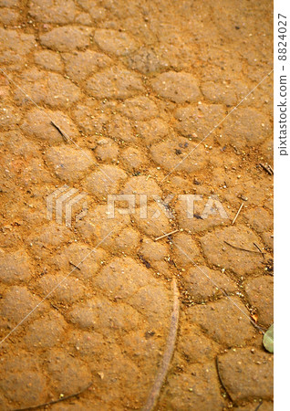 Dried land Dried land 8824027