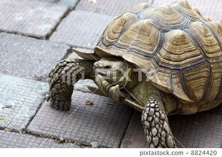 Turtle on ground 8824420