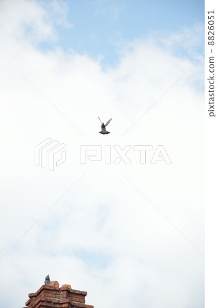 鴿子眨眼 8826051