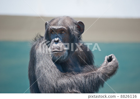 Chimpanzee upper body up Tennoji Zoo 8826116
