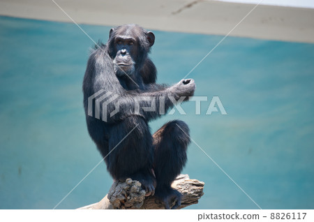 Chimpanzee sitting on a tree Tennoji Zoo 8826117