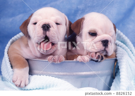 Bulldog puppy 8826152