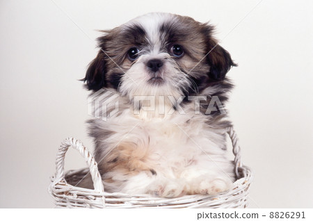 Shih tzu Shih tzu 8826291