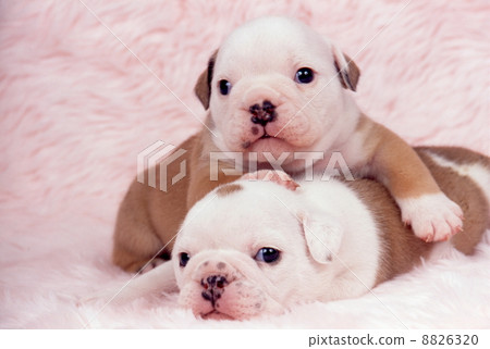 鬥牛犬小狗 8826320