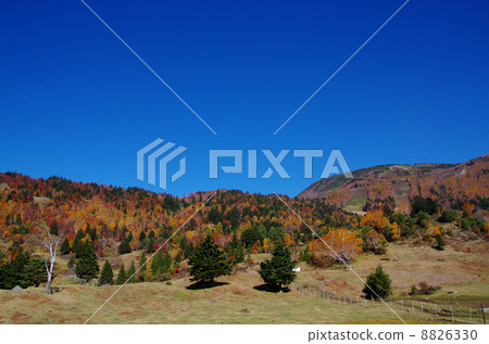 山田牧場在秋天 8826330