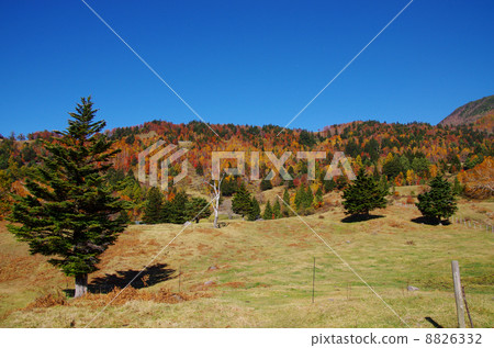 山田牧場在秋天 8826332