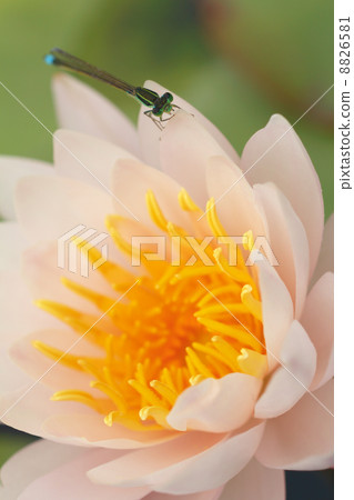 Pinkish water lily flower blooming vividly and Ao montitonbo Pinkish water lily flower blooming vividly and Ao montitonbo 8826581