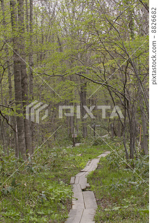 樹的路徑 樹的路徑 8826682