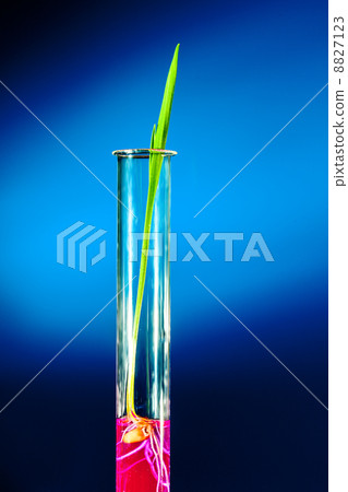 wheat sprouts in test tubes wheat sprouts in test tubes 8827123