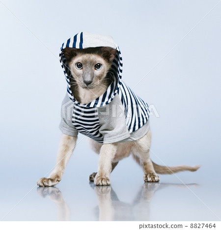 Peterbald Cat in Hoody Peterbald Cat in Hoody 8827464