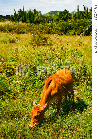 Cow in Field Cow in Field 8827468