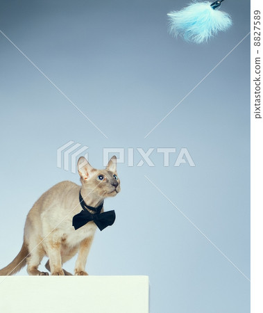 Peterbald Cat 8827589